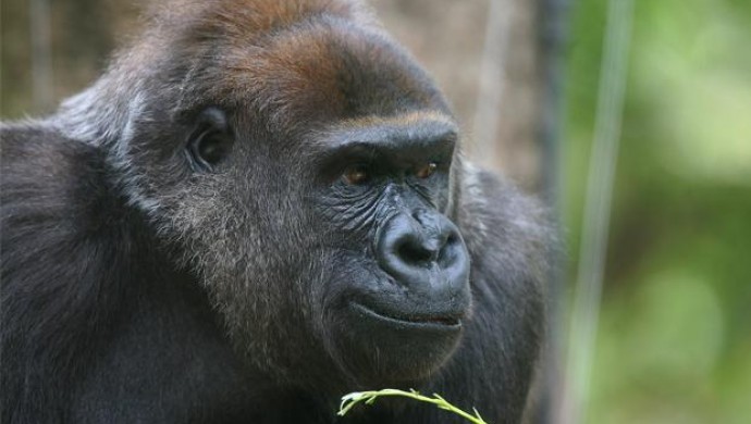 Father's Day at Melbourne Zoo