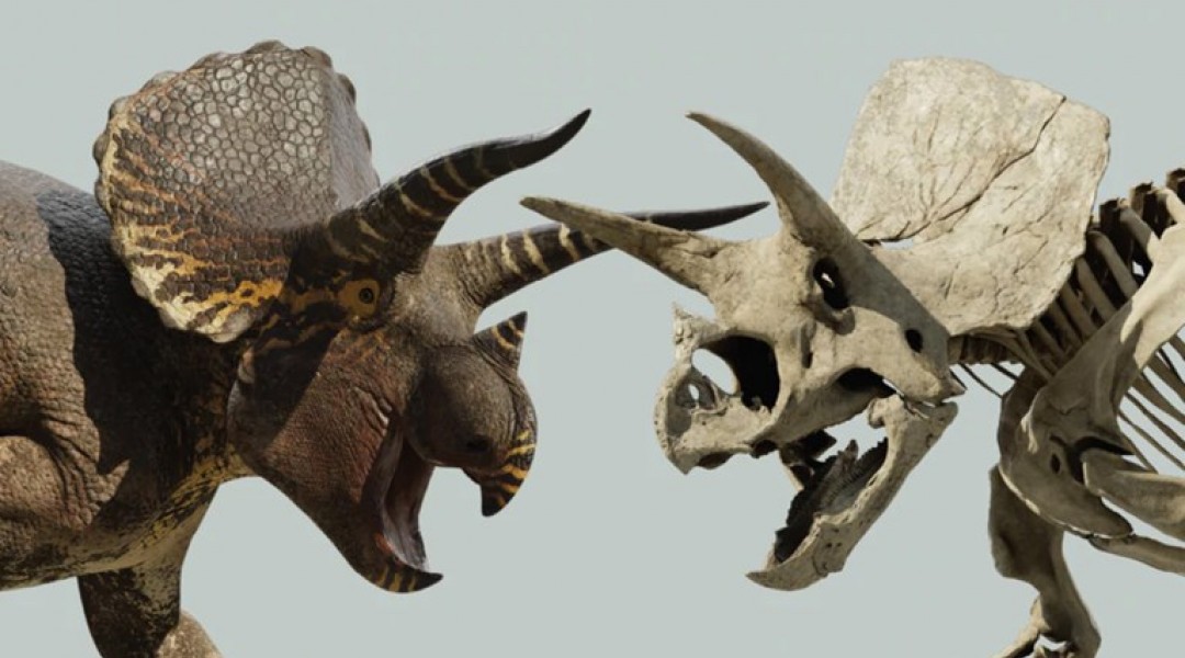 triceratops shop collection